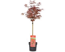Plant in a Box - Acer palmatum 'Shaina' - Japanse Esdoorn boom winterhard - Rode bladeren - Pot 19cm - Hoogte 80-90cm
