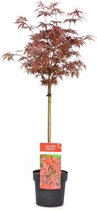 Plant in a Box - Acer palmatum 'Shaina' - Japanse Esdoorn boom winterhard - Rode bladeren - Pot 19cm - Hoogte 80-90cm