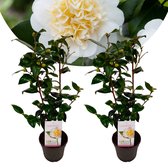 Plant in a Box - Camellia japonica Brushfield's Yellow - Set de 2 - Rose du Japon - Camellia plant - Pot 15cm - Hauteur 50-60cm