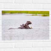 WallClassics - Muursticker - Zwemmende Nijlpaard - 60x40 cm Foto op Muursticker