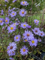 6 x Aster laevis 'Calliope' - Gladde Aster - P9 Pot (9 x 9cm) - Dima Vaste Planten