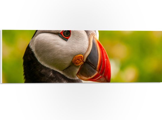 WallClassics - PVC Schuimplaat - Zwart-witte Vogel met Rode Snavel - 60x20 cm Foto op PVC Schuimplaat (Met Ophangsysteem)