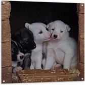 Tuinposter – Nestje Witte en Zwarte Puppy's - 100x100 cm Foto op Tuinposter (wanddecoratie voor buiten en binnen)
