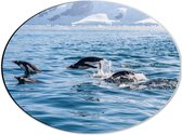 WallClassics - Dibond Ovaal - Zwemmende Pingiuns door het Water in IJslandschap - 40x30 cm Foto op Ovaal (Met Ophangsysteem)