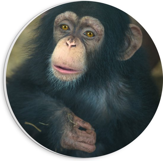 WallClassics - Cercle mural en panneau de mousse PVC - Chimpanzé assis - Photo 20x20 cm sur cercle mural (avec système d'accrochage)