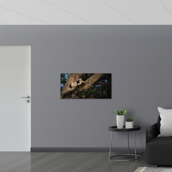 Poster (Mat) - Leeuw Liggend in de Boom - 100x50 cm Foto op Posterpapier met een Matte look