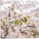 Tuinposter – Groene Vogel tussen de Roze Bloesem - 50x50 cm Foto op Tuinposter (wanddecoratie voor buiten en binnen)