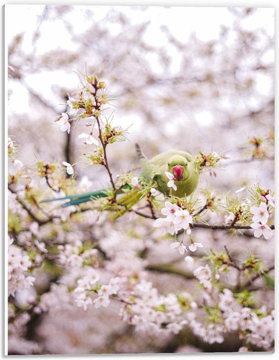 PVC Schuimplaat - Groene Vogel tussen de Roze Bloesem - 30x40 cm Foto op PVC Schuimplaat (Met Ophangsysteem)