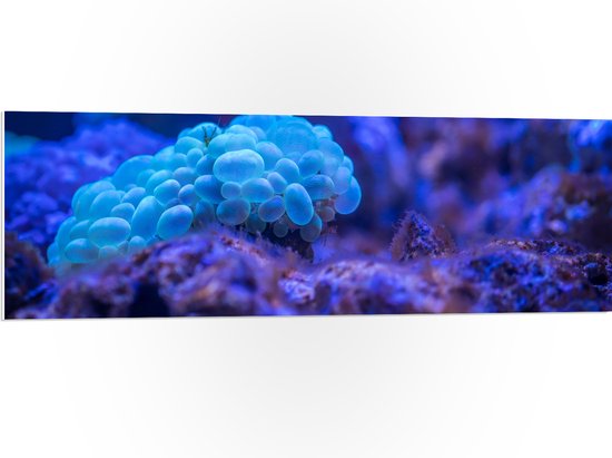 PVC Schuimplaat- Felblauw Koraal in de Zee - 120x40 cm Foto op PVC Schuimplaat