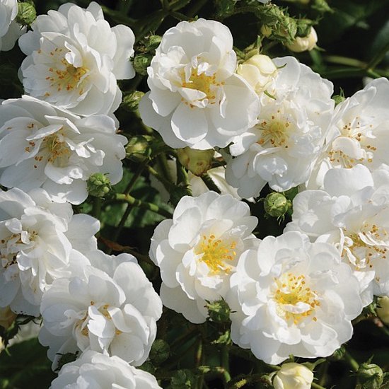 Klimroos - Rosa 'Guirlande D'Amour'