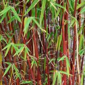 Sierbamboe / Japanse bamboe - Fargesia scabrida ‘Asian Wonder’ 60-80 cm