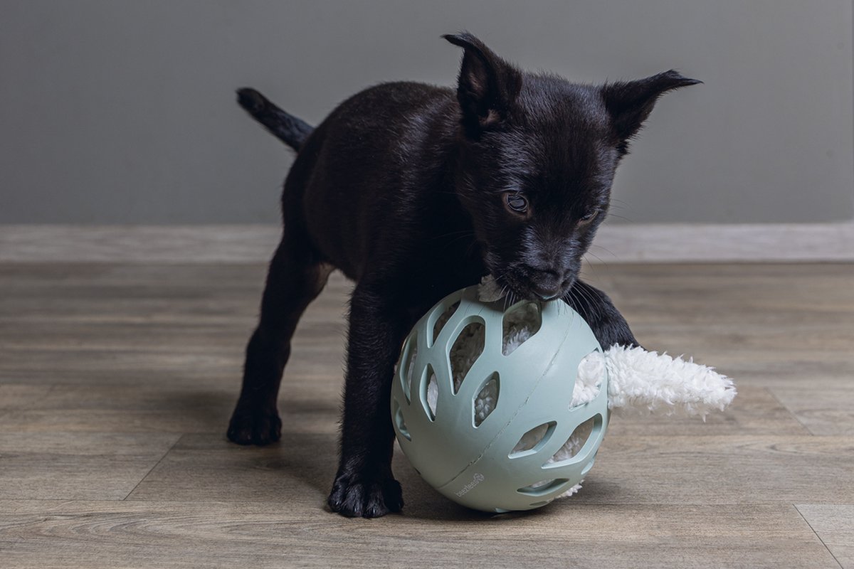 Beeztees Puppy Odoro Play Ball - Puppy Speelgoed - Puppy Speelbal - Hondenspeelgoed - Groen - 14x14x14 cm thumbnail 2