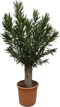 Nerium Oleander Bonsai - 190cm