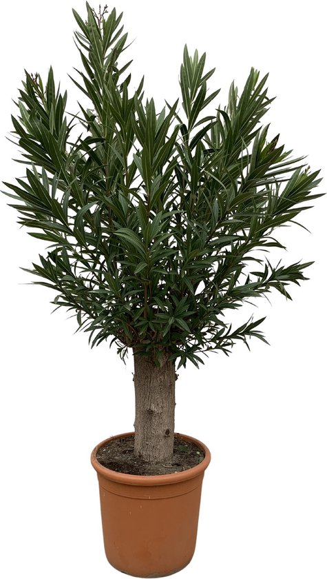 acer palmatum little princess bonsai Bonsai Acer Little Princess – Bonsai winkel main image 0