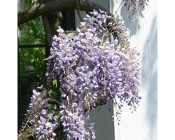Japanse blauwe regen - Wisteria flor. ‘Multijuga' (=‘Macrobotrys' - ‘Naga Noda') 50-60 cm