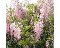 Japanse blauwe regen - Wisteria fl. 'Honbeni' 50-60 cm