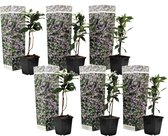 Plant in a Box - Toscaanse Jasmijn Set van 6 - Roze sterjasmijn tuinplanten - Pot 9cm - Hoogte 25-40cm