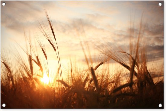 Tuinposters buiten Riet - Gras - Zonsondergang - Natuur - Horizon - 90x60 cm - Tuindoek - Buitenposter