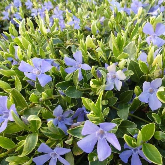 6x Kleine Maagdenpalm Vinca Minor Aureovariegata Pot 9x9cm Bol 6x-kleine-maagdenpalm-vinca-minor-aureovariegata-pot-9x9cm-bol