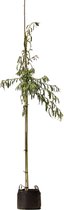 2 stuks! Treurwilg Salix sepulcralis Chrysocoma h 250 cm st. omtrek...