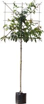 Japanse sierkers leiboom 180 cm Prunus serrulata 300 cm