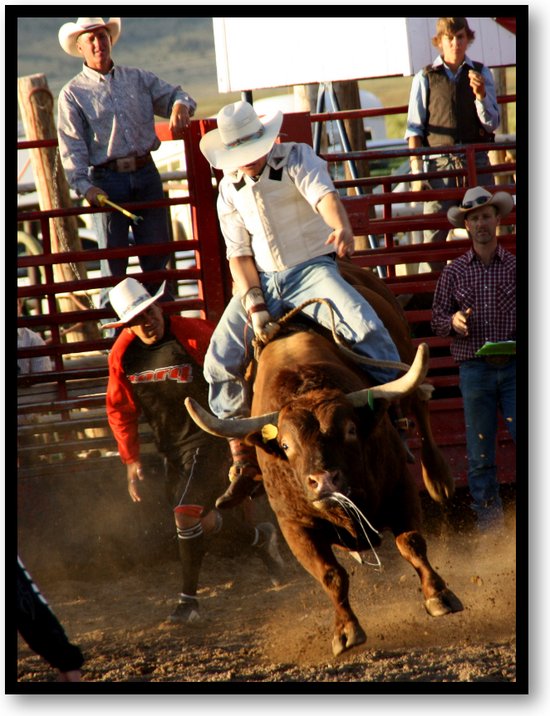 Stier in Rodeo - USA - Fotoposter 30x40 met Lijst