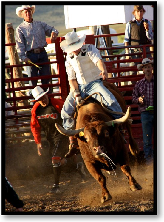 Stier in Rodeo - USA - Fotoposter 50x70 met Lijst