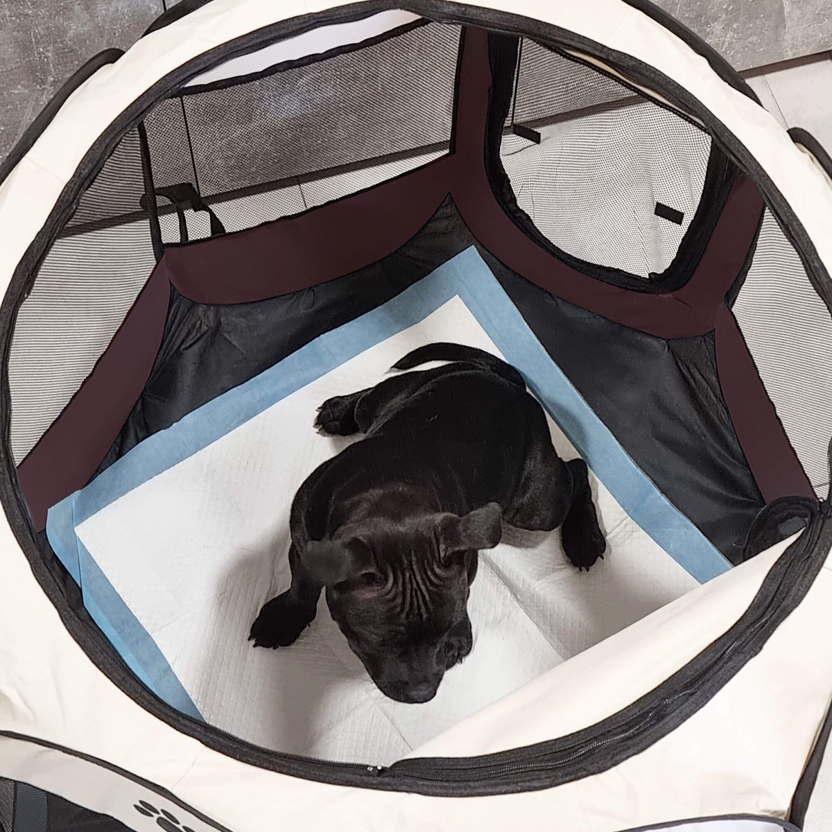 Melko Puppyren 125 x 125 x 64 cm, opvouwbare dierenren voor kleine dieren, honden, katten, hazen, roze