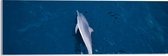 Acrylglas - Bovenaanzicht van Dolfijn Zwemmend in Donkerblauwe Zee - 60x20 cm Foto op Acrylglas (Met Ophangsysteem)