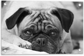 Tuinposter – Aankijkende Hond met Zielige Ogen (Zwart- wit) - 60x40 cm Foto op Tuinposter (wanddecoratie voor buiten en binnen)