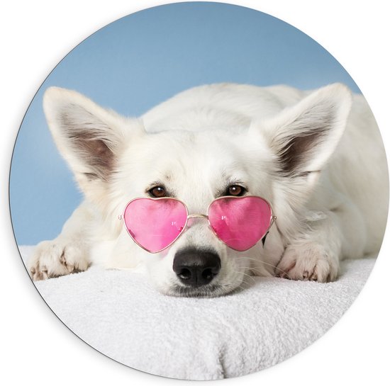 Dibond Muurcirkel - Liggende Witte Hond met Roze Brilletje op - 90x90 cm Foto op Aluminium Muurcirkel (met ophangsysteem)