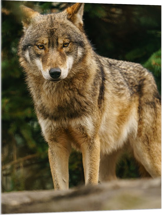 Acrylglas - Booskijkende Wolf met Oranje Ogen in het Bos - 75x100 cm Foto op Acrylglas (Met Ophangsysteem)