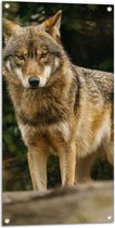 Tuinposter – Booskijkende Wolf met Oranje Ogen in het Bos - 50x100 cm Foto op Tuinposter (wanddecoratie voor buiten en binnen)