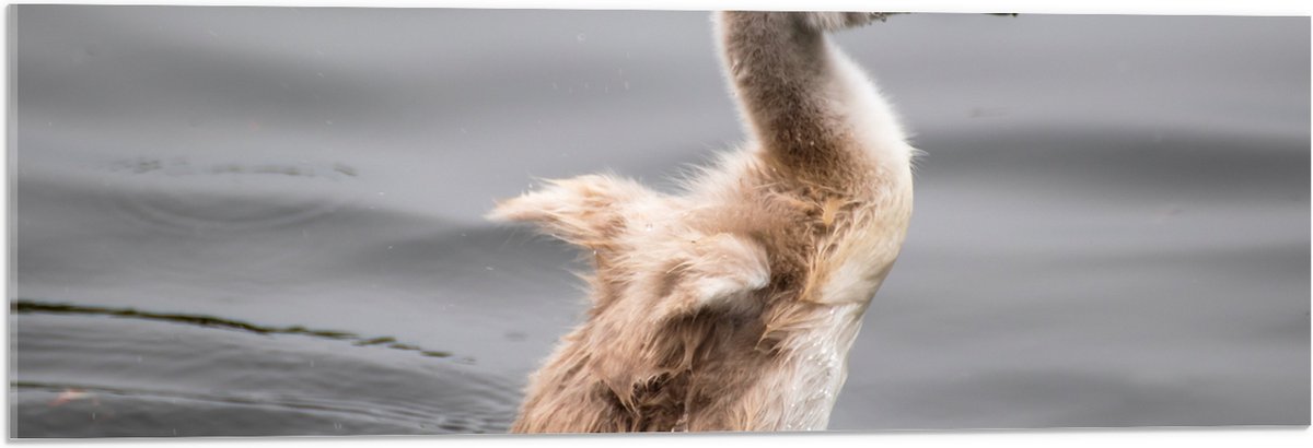 Acrylglas - Baby Zwaan Dobberend op het Water - 90x30 cm Foto op Acrylglas (Wanddecoratie op Acrylaat)