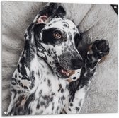 Tuinposter – Blijkijkende Dalmatiër Hond op Rug - 100x100 cm Foto op Tuinposter (wanddecoratie voor buiten en binnen)