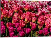 Dibond - Dicht begroeid Bloemenveld vol Roze Tulpen - 80x60 cm Foto op Aluminium (Wanddecoratie van metaal)