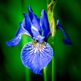 6x Baardloze iris - Iris sibirica - Pot 9x9cm
