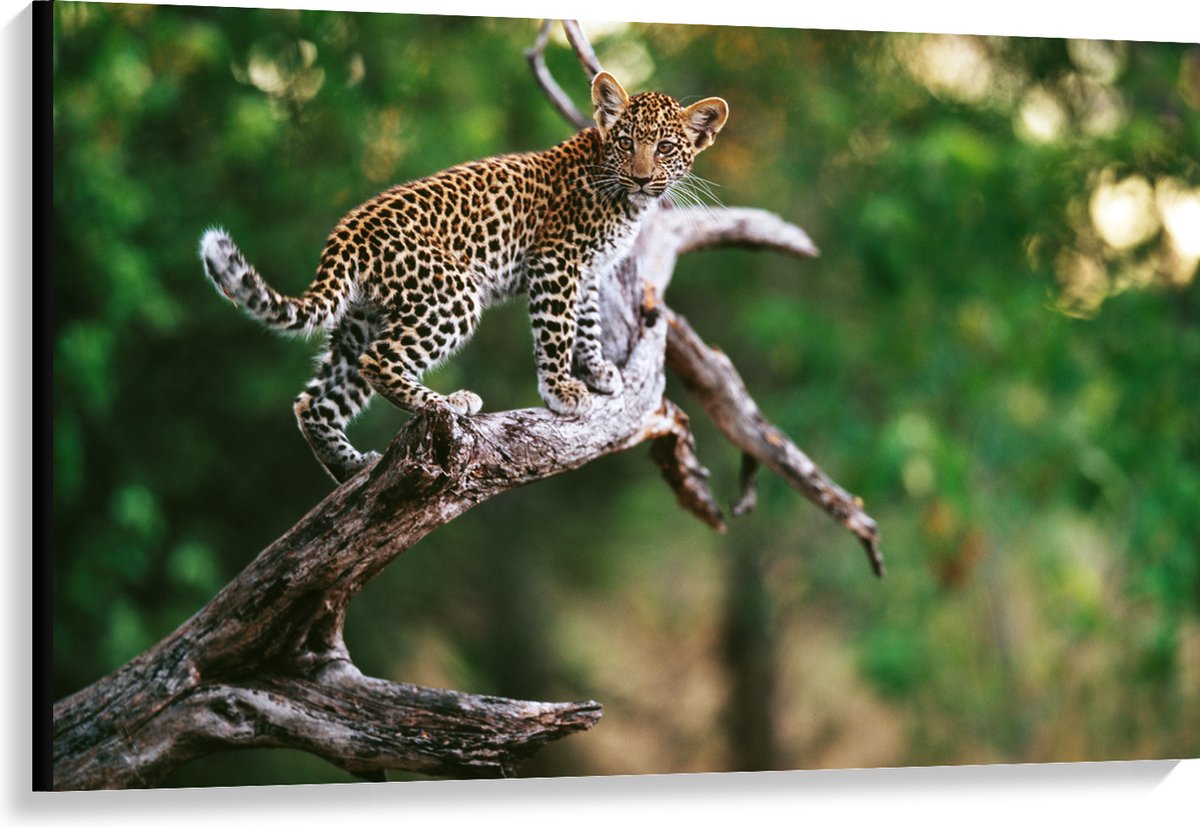 Canvas - Baby Luipaard lopend over Smalle Tak in het BoS - 120x80 cm Foto op Canvas Schilderij (Wanddecoratie op Canvas)