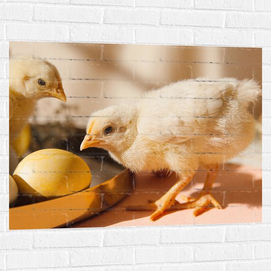 Muursticker - Kuikens bij Eieren met Schaduwen - 100x75 cm Foto op Muursticker