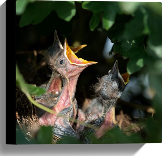 Canvas - Hongerige Babyvogels in het Nest - 30x30 cm Foto op Canvas Schilderij (Wanddecoratie op Canvas)