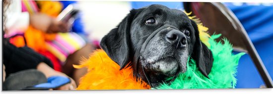 Dibond - Omkijkende Zwarte Hond met Meerkleurige Boa - 90x30 cm Foto op Aluminium (Wanddecoratie van metaal)