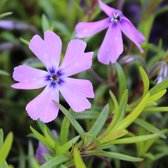 6x Flamme Fleur - Phlox (S) 'Purple Beauty' - Pot 9x9cm