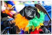 Dibond - Omkijkende Zwarte Hond met Meerkleurige Boa - 60x40 cm Foto op Aluminium (Met Ophangsysteem)