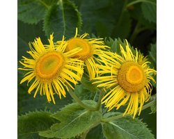 6x Koeieoog - Telekia speciosa - Pot 9x9cm