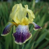 6x Baardiris - Iris Germanica ‘Nibelungen’ - Pot 9x9cm
