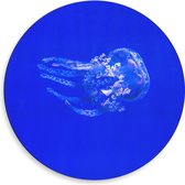 Dibond Muurcirkel - Kwal tegen Blauwe Achtergrond - 50x50 cm Foto op Aluminium Muurcirkel (met ophangsysteem)