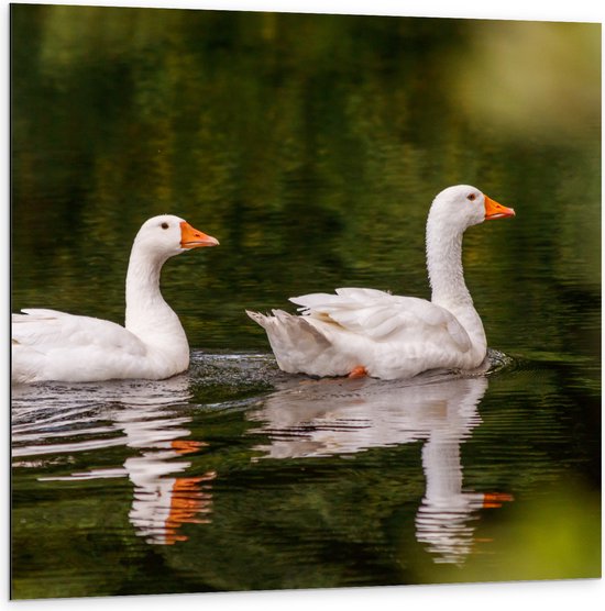 Dibond - Duo Witte Ganzen met Oranje Snavels Dobberend op Kalm Water - 100x100 cm Foto op Aluminium (Met Ophangsysteem)