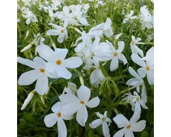 6x Vlambloem - Phlox stolonifera 'Alba' - Pot 9x9cm