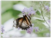 PVC Schuimplaat- Bruin met Zwarte Vlinder met Open Vleugels bij Paarse Bloemen - 40x30 cm Foto op PVC Schuimplaat