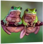 PVC Schuimplaat- Duo Australische Boomkikkers hangend aan Smalle Tak in Groene Omgeving - 100x100 cm Foto op PVC Schuimplaat